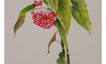 royward_floral-4.gallery_11