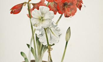 royward_watercolors_web-_NEF7626