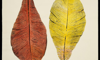 royward_watercolors_web-_NEF7631