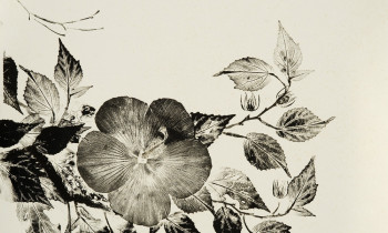 royward_watercolors_web-_NEF7632