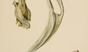 royward_watercolors_web-_NEF7645