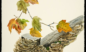 royward_watercolors_web-_NEF7646