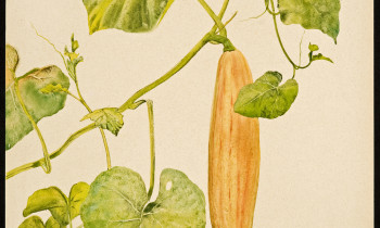 royward_watercolors_web-_NEF7649