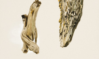 royward_watercolors_web-_NEF7650