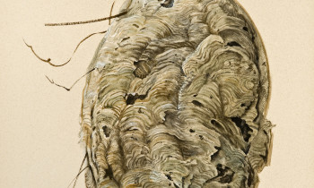 royward_watercolors_web-_NEF7652