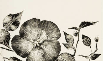 royward_watercolors_web-_NEF7661