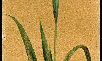 royward_watercolors_web-_NEF7665