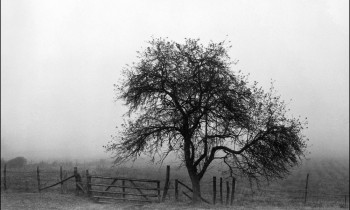 royward_web-_NEF5686