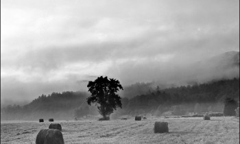 royward_web-_NEF5698